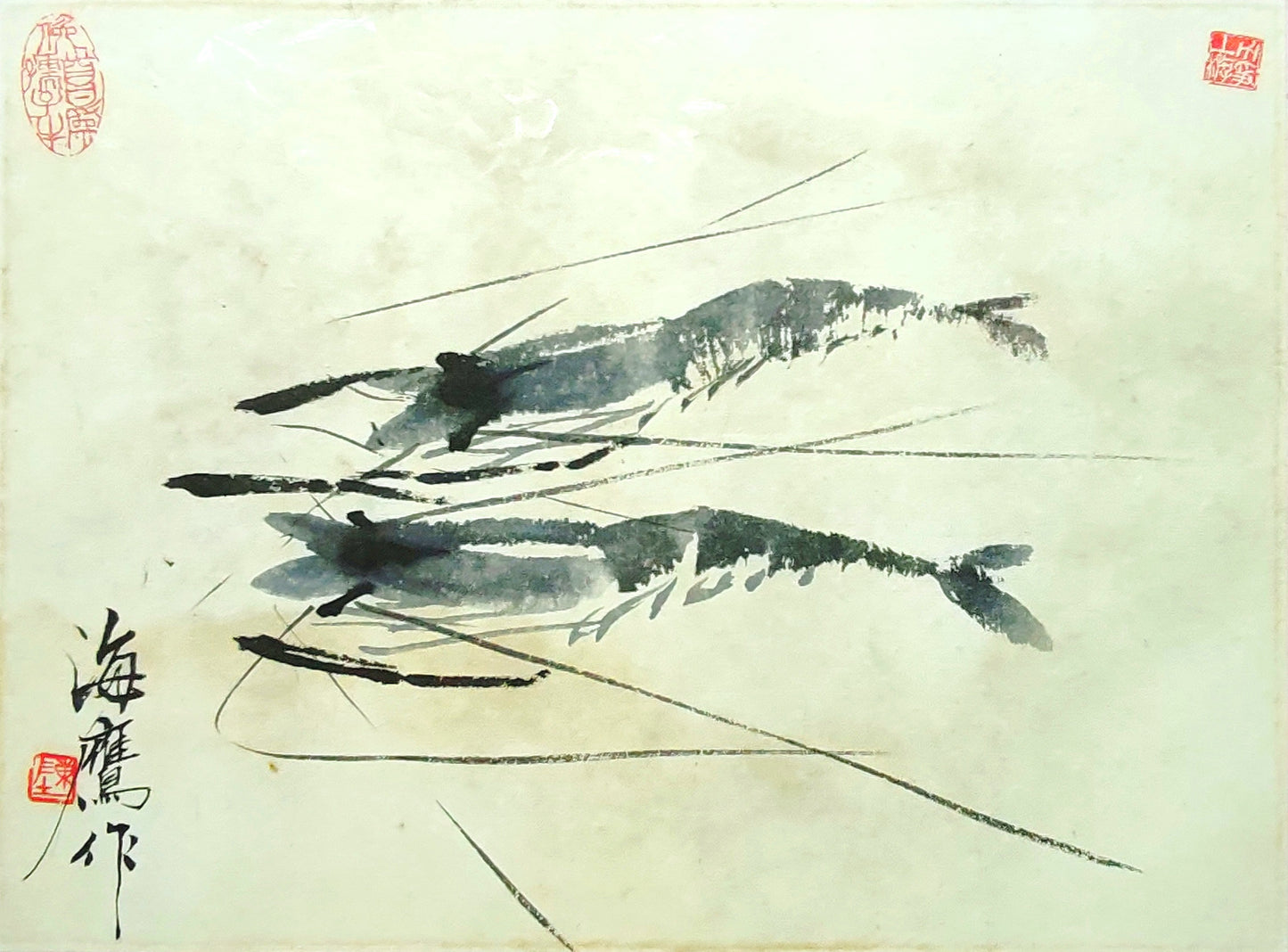 1019 Shrimp - Translucent Elegant Swimmers 蝦 - 樂悠游