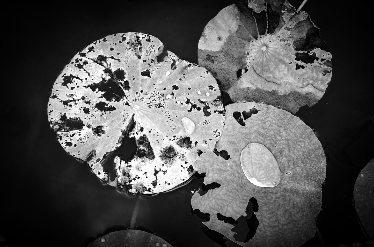 4063b Rain-Kissed Remnants: The Monochrome Poetry of Lotus Leaves II 殘荷映雨:黑白光影下的生命詩篇 II